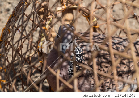 Turtledoves in a cage being dried in the sun in the morning Turtledoves in a cage being dried in the sun in the morning 117147245