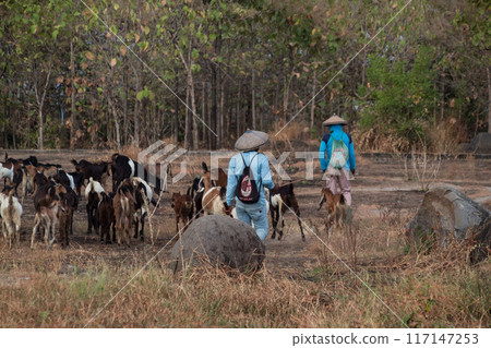 A group of goats on a rocky dry grass savanna 117147253