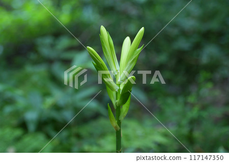 Bud of Uba Lily Bud of Uba Lily 117147350