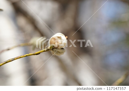 The pretty white flower buds of the Yamakobushi tree The pretty white flower buds of the Yamakobushi tree 117147357