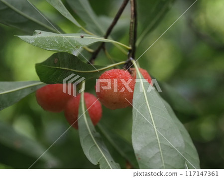 Ripe bayberry fruit 117147361