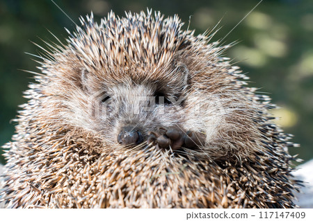 Face of a hedgehog close-up , isolated on a blurred natural background Face of a hedgehog close-up , isolated on a blurred natural background 117147409
