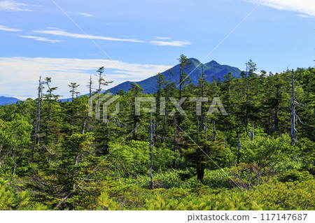 Summer Oze: Hatomachi Pass - Yokotashiro - Ayamedaira - Fujimi Pass 117147687