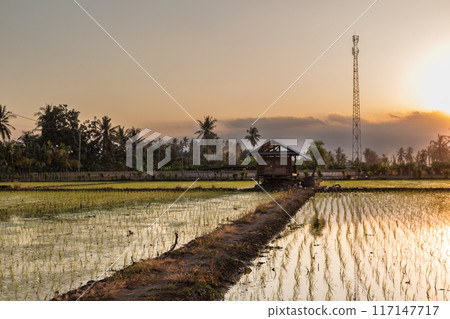 view of the sunset over the village rice fields 117147717