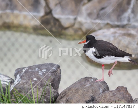 宮古鳥（上野動物園一隻鳥） 117147837