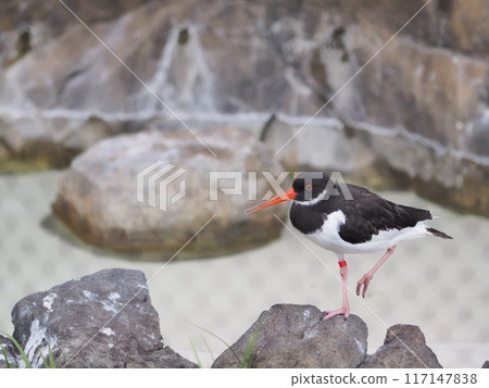宮古鳥（上野動物園一隻鳥） 117147838