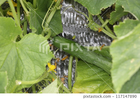 Ground-grown cucumbers: early August 117147890