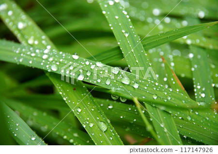 Leaves wetted by morning dew Leaves wetted by morning dew 117147926