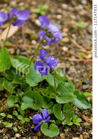紫羅蘭花在雨中濕漉漉的 紫羅蘭花在雨中濕漉漉的 117147933