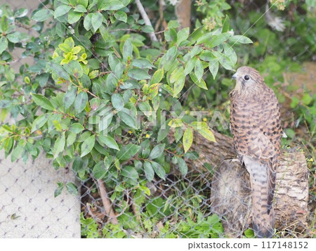 紅隼(上野動物園一隻鳥) 紅隼(上野動物園一隻鳥) 117148152
