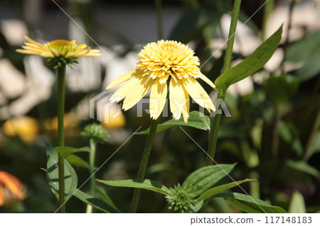 Echinacea ⑭ Echinacea ⑭ 117148183