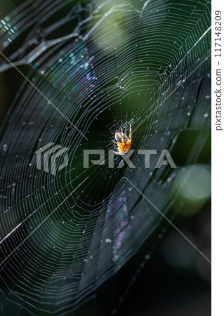 Observing a delicate spider on a dewy web in natural light highlights the beauty of nature 117148209