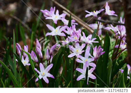 Pink Chionodoxa Flowers 117148273