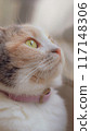 Cat looking at the outside 117148306