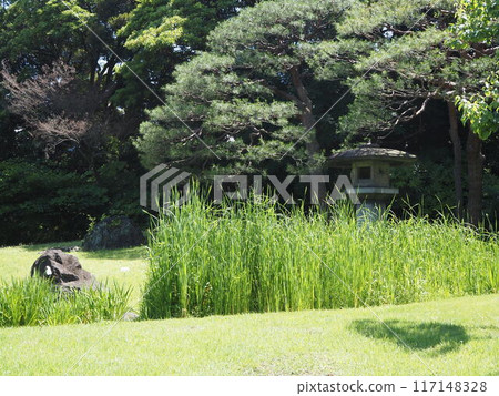 Greenery and old stone lanterns in Hamarikyu Garden Greenery and old stone lanterns in Hamarikyu Garden 117148328