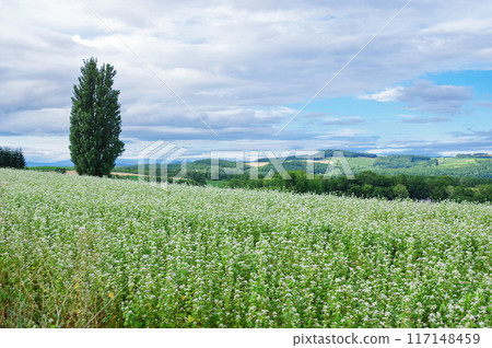 Scenery of Biei Town, Hokkaido 117148459