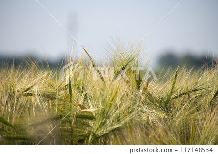 Close-up of a green barley plant growing in a field on a sunny day 117148534