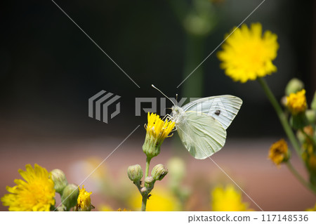 Large white cabbage butterfly on yellow flowers in a natural setting 117148536
