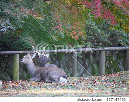 Autumn deer Autumn deer 117148662