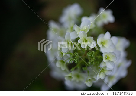 Kashiwaha Hydrangea 117148736
