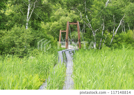 夏天尾瀨尾瀨原 117148814