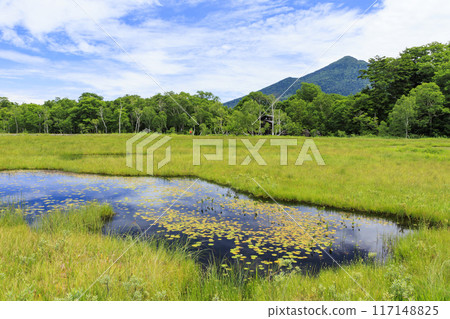 夏天尾瀨尾瀨原 117148825
