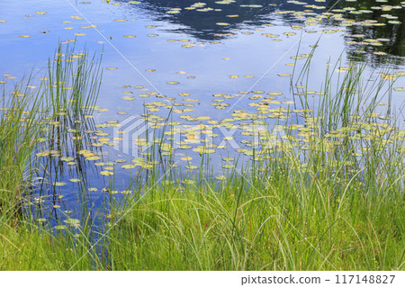 Summer Oze: Ozegahara Summer Oze: Ozegahara 117148827