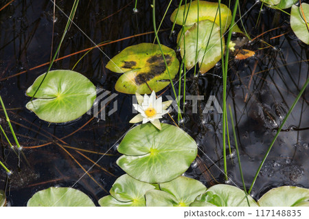 夏天尾瀨尾瀨原 夏天尾瀨尾瀨原 117148835