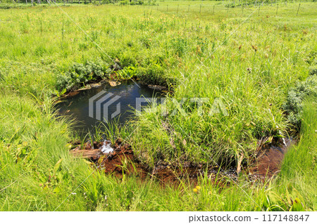 夏天尾瀨尾瀨原 夏天尾瀨尾瀨原 117148847