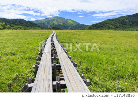 Summer Oze: Ozegahara Summer Oze: Ozegahara 117148856