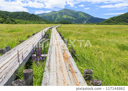 Summer Oze: Ozegahara Summer Oze: Ozegahara 117148862