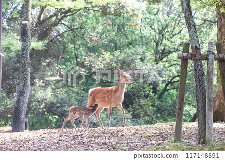 Deer parent and child Deer parent and child 117148891