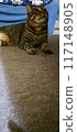 一隻貓抬頭 117148905