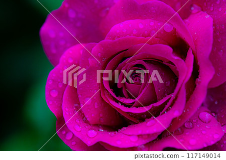 Rose and rain Rose and rain 117149014