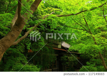 Iwate Prefecture: Fresh green scenery 117149083