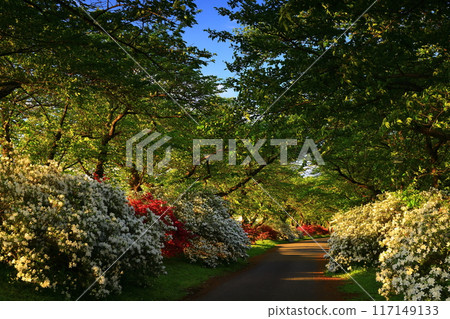 Azaleas in full bloom and rows of cherry blossom trees in early summer Azaleas in full bloom and rows of cherry blossom trees in early summer 117149133
