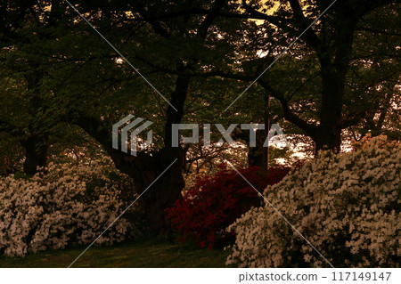 Azaleas in full bloom and rows of cherry blossom trees in early summer Azaleas in full bloom and rows of cherry blossom trees in early summer 117149147