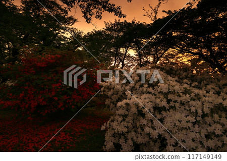 盛開的杜鵑花和初夏的櫻花樹 117149149