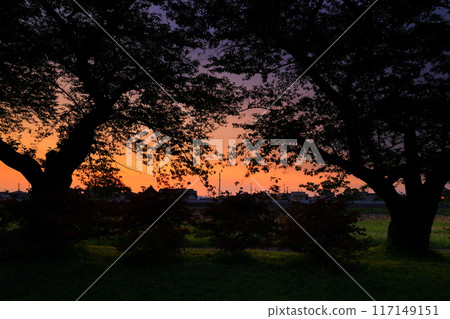 盛開的杜鵑花和初夏的櫻花樹 117149151