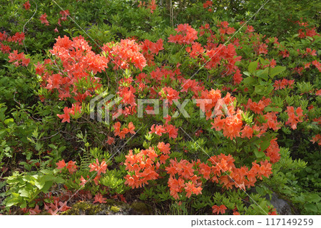 Ranged azalea 117149259
