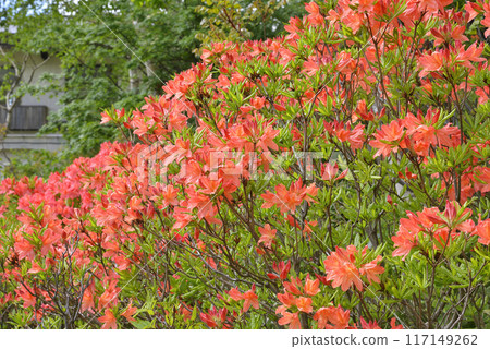 Ranged azalea 117149262