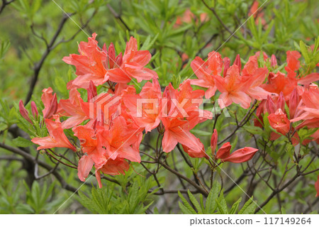 Ranged azalea 117149264