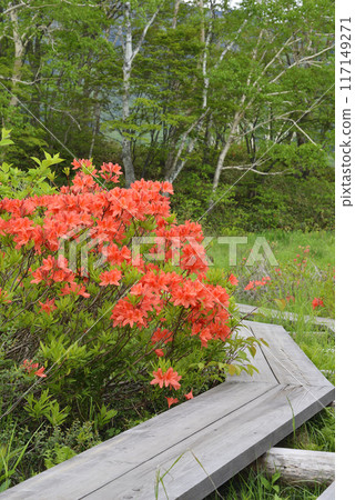 杜鵑花 117149271