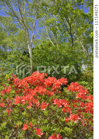 杜鵑花 117149273