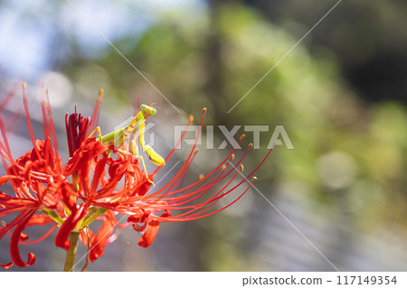 Mantis on a spider lily 117149354