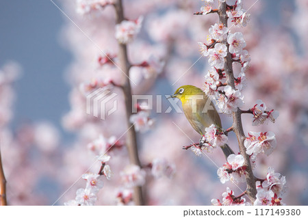 Mejiro在梅花上 117149380