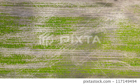 Aerial view showing intricate green agricultural fields and their growth stages Aerial view showing intricate green agricultural fields and their growth stages 117149494