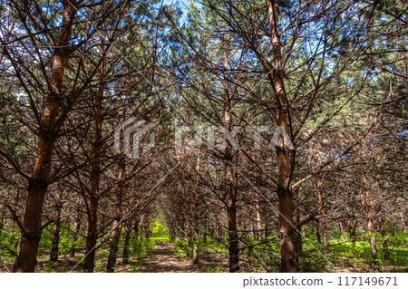 Rows of pine trees in dense forest. Natural outdoor environment with green foliage. 117149671