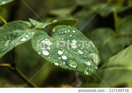 Green leaves plant with rain water drops in garden in daylight 117149716