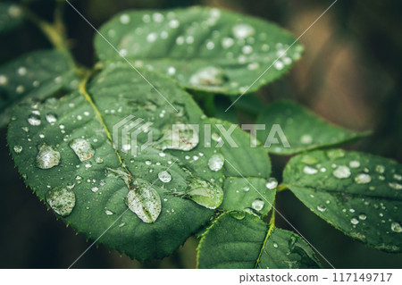 Green leaves plant with rain water drops in garden in daylight 117149717